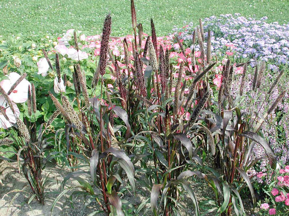 Cornell University Annual Flower Research at Bluegrass Lane